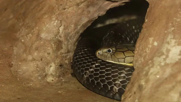 snake