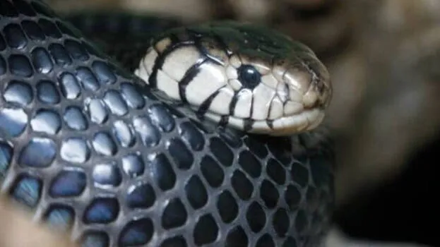 snake