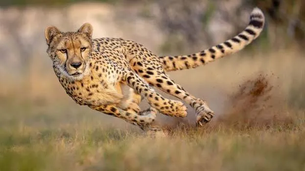 cheetahs-