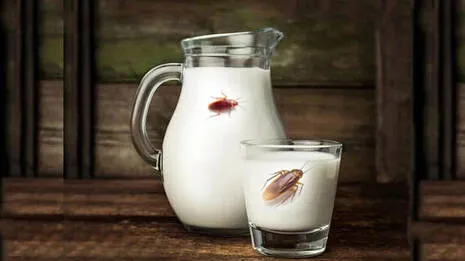 milk