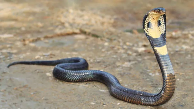 snake