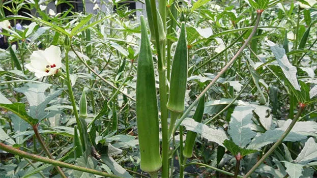 vegitables