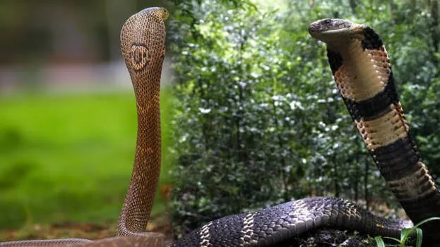 king-cobra