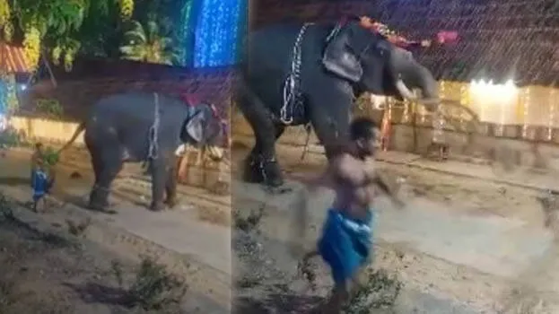 elephant