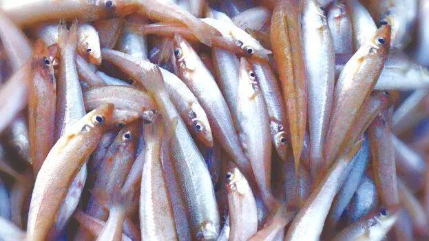 fish-1