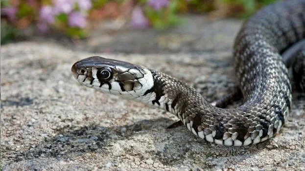 snake