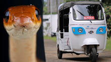 snake-inside-autorickshaw