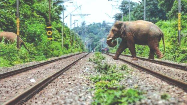 elephant