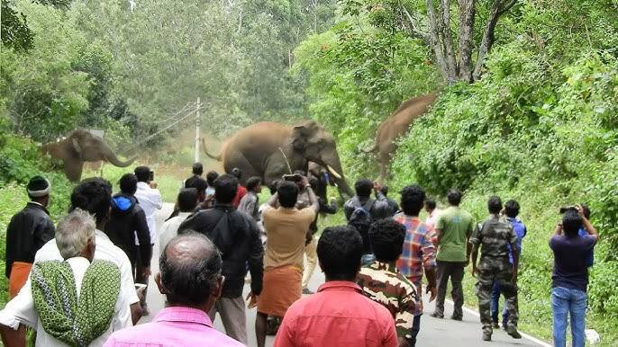 elephant
