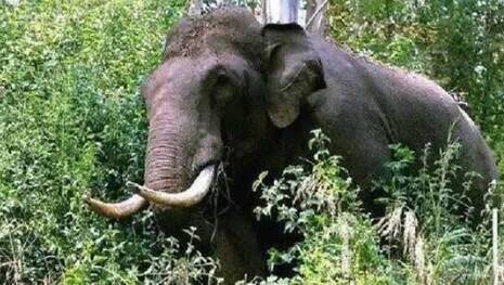 elephant