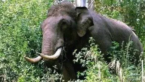 elephant