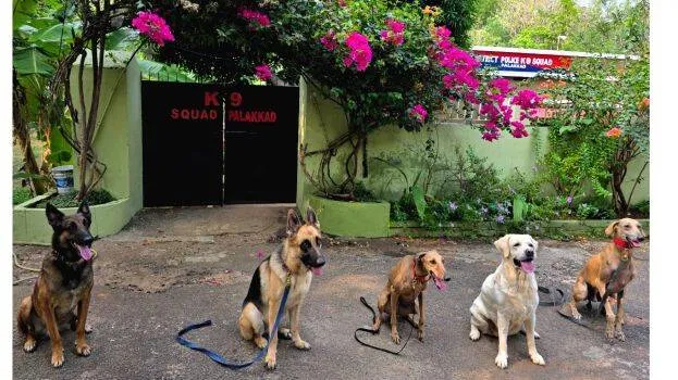 dog