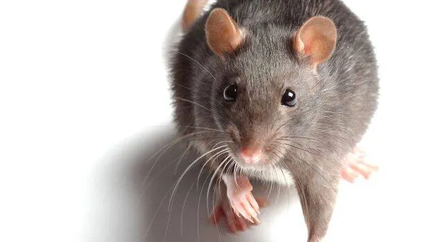 rat