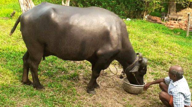buffallo