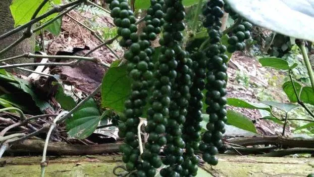 black-pepper- black-pepper-
