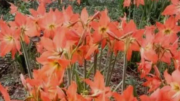 flower-