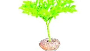 krishi
