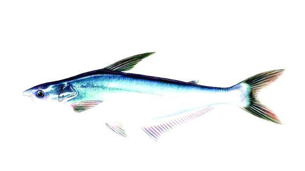 fish