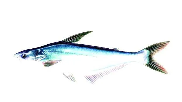 fish
