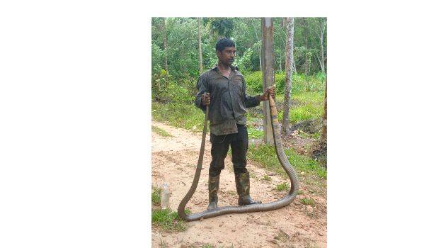 snake