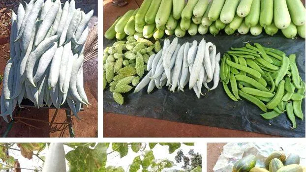 krishi