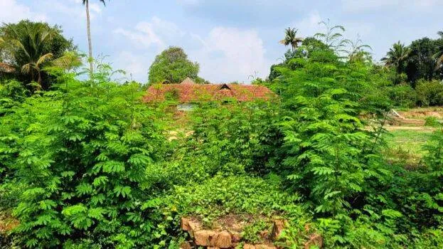 yagam-