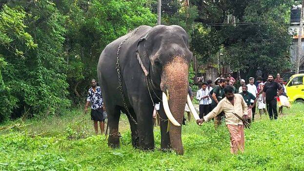 elephant-attacks
