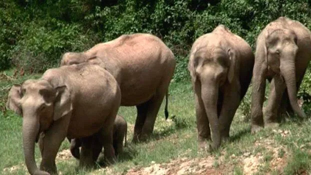 elephant