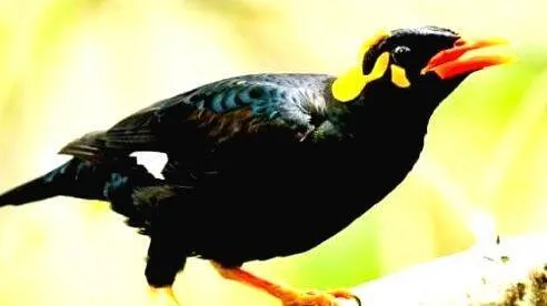 kattumaina