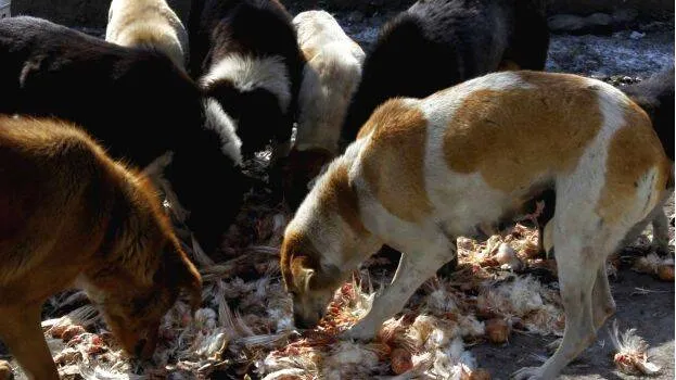 kerala-dog