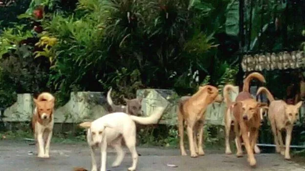 dogs