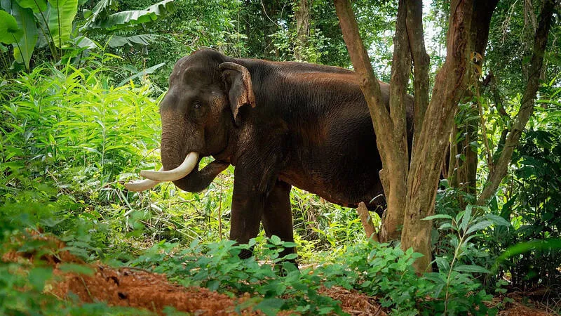 elephant
