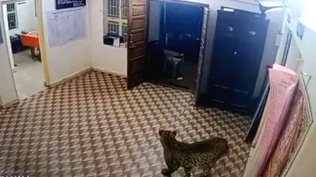 puli