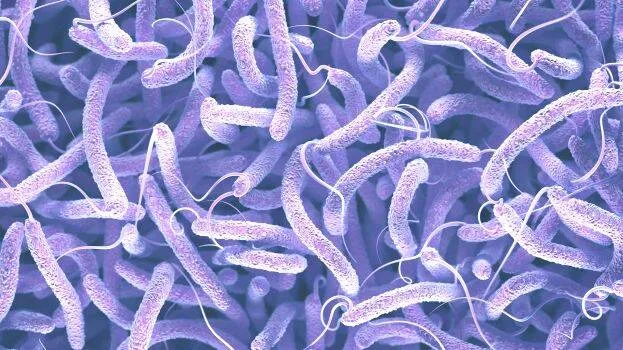 cholera