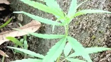 ganja