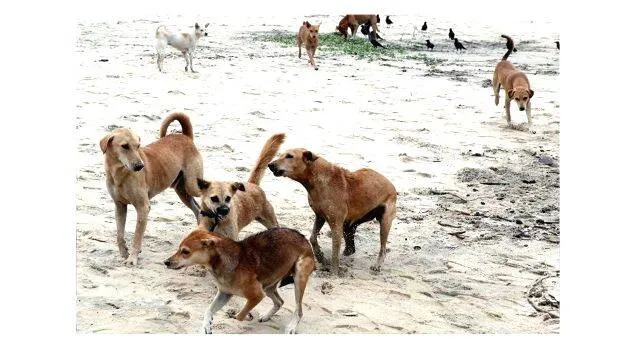 dog
