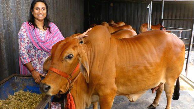cow