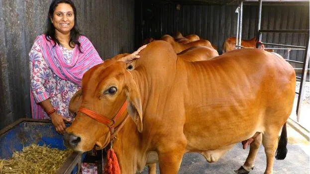 cow