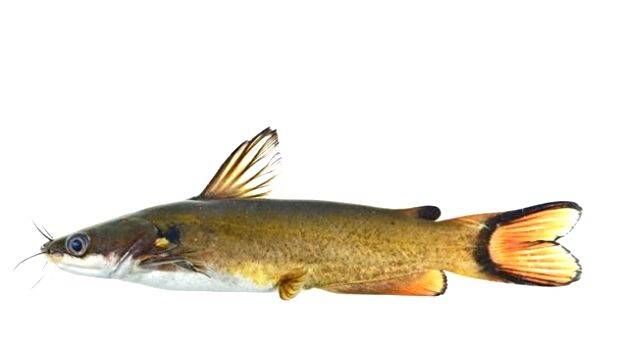 manjakoori