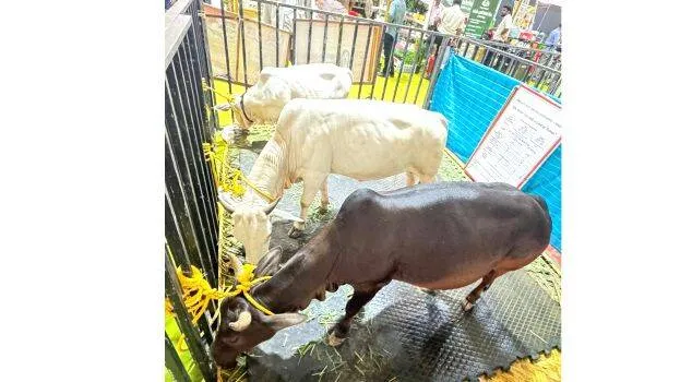 cow