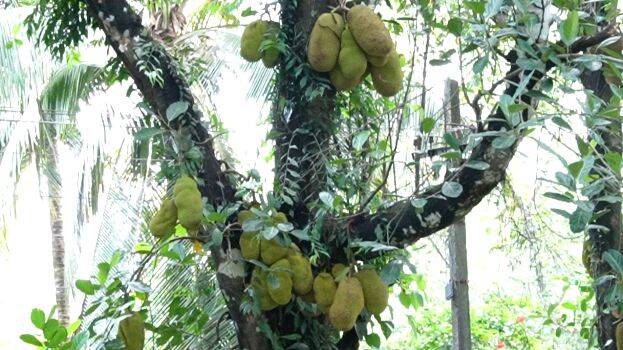 jackfruit