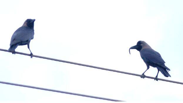 crow