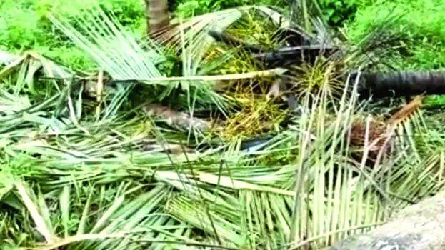 kattana
