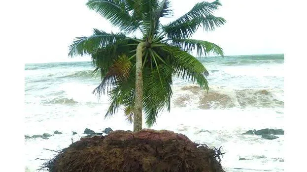 kadal
