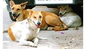 dog
