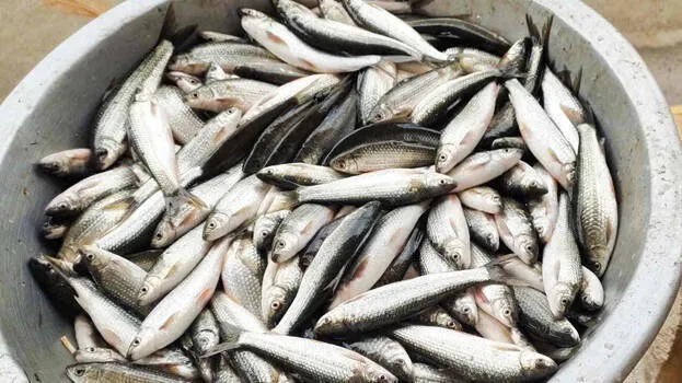 fish