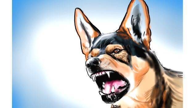 dog
