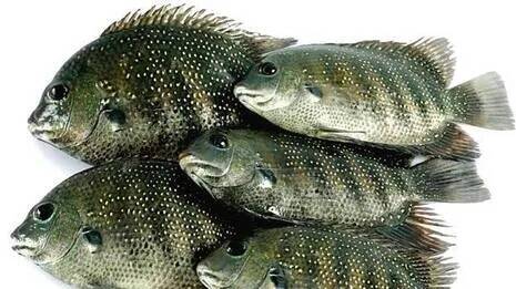 fish