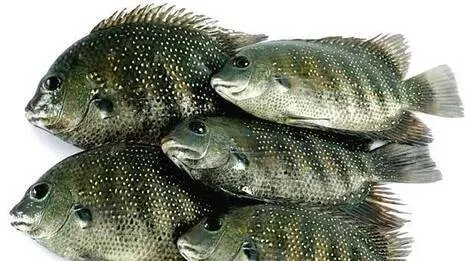 fish
