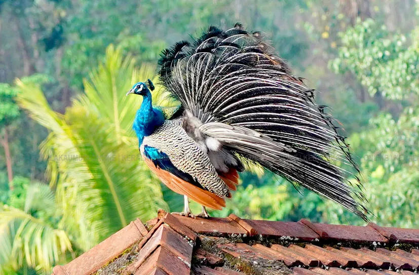 Kerala Kaumudi Photo Gallery